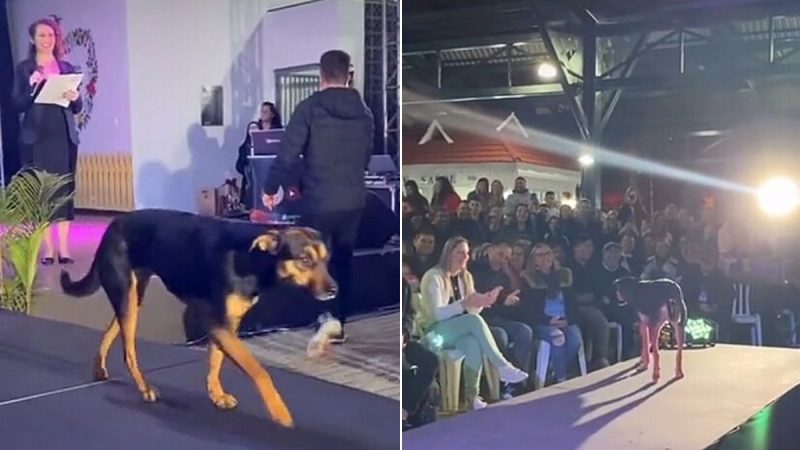 Depois do desfile dessa vira-lata, quem vai levar o primeiro lugar? – Foto: Reprodu&ccedil;&atilde;o