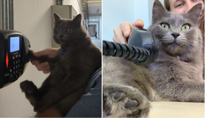 FOTOS: Gato vira ‘funcion&aacute;rio do ano’ ao pular muro de casa todos os dias para trabalhar em SC – Foto: Acervo pessoal