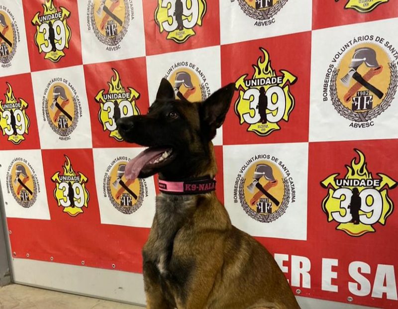 Nala &eacute; uma cadela da ra&ccedil;a Pastor Belga Malino&aacute; – Foto: Divulga&ccedil;&atilde;o/Erika Miniz/ND