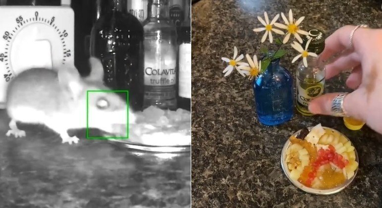 Rato recebe t&aacute;bua de queijos e v&iacute;deo conta com milh&otilde;es de visualiza&ccedil;&otilde;es – Foto: Montagem R7/@jorgeregula222/Reprodu&ccedil;&atilde;o/ND