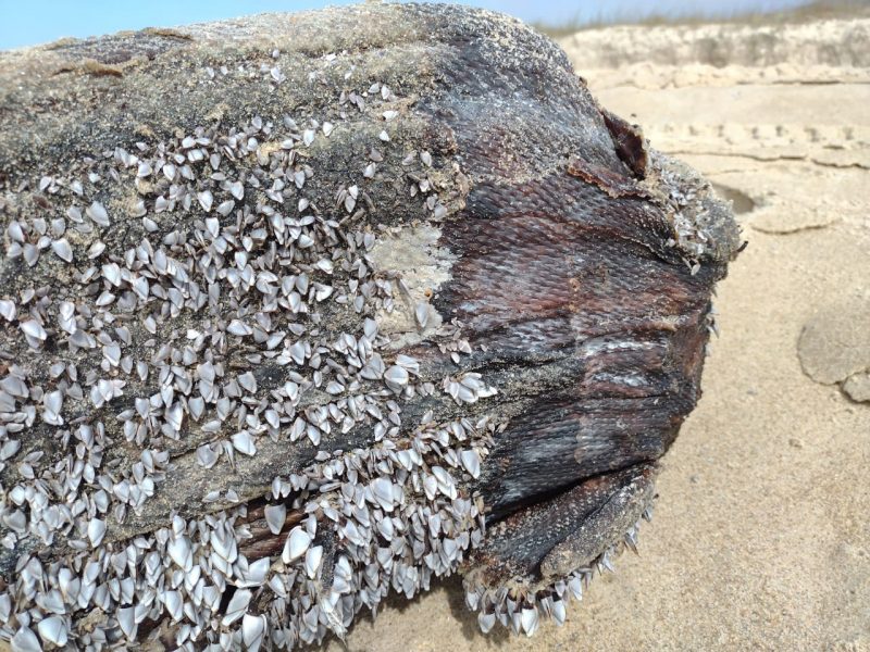 A moradora se aproximou e percebeu que se tratava de um objeto de l&aacute;tex – Foto: Ana Luisa Correa/Divulga&ccedil;&atilde;o/ND