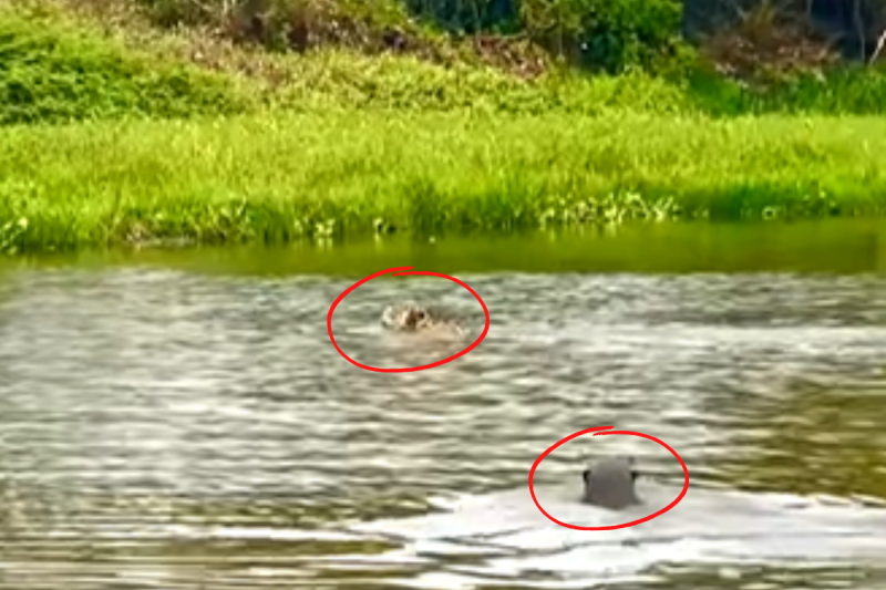 On&ccedil;a-pintada foge de ariranhas – Foto: Frame do v&iacute;deo/@Ailton Lara/Divulga&ccedil;&atilde;o/ND