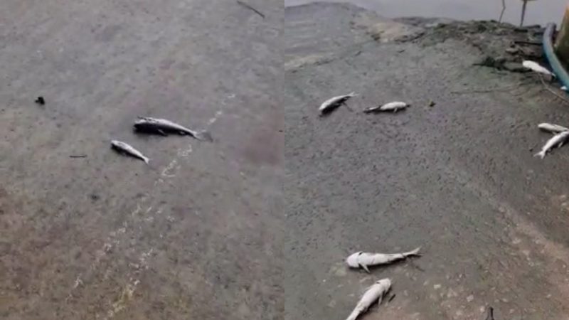 Peixes mortos aparecem no Rio Cambori&uacute; e preocupam ambientalistas – Foto: Leitor/Reprodu&ccedil;&atilde;o/ND