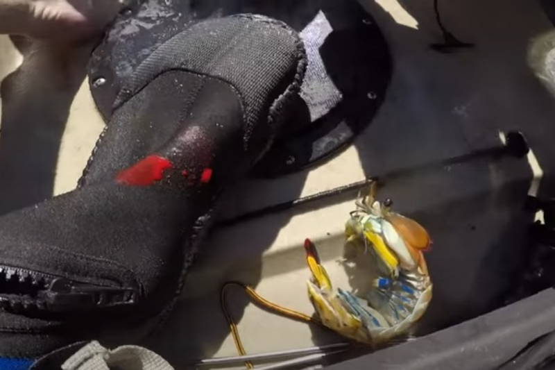 Esp&eacute;cie &eacute; considerada uma das mais fortes – Foto: Mr. Markus/Youtube