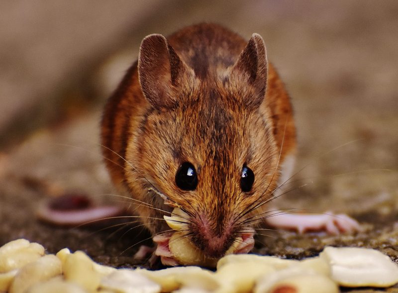 Como manter ratos longe do jardim: pequeno roedor se alimentando de sementes no chão 