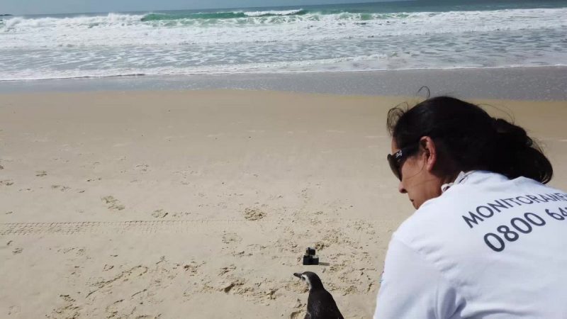 Foto de uma integrante da R3 Animal com um pinguim na praia R3 Animal está sempre à frente do resgate e reabilitação de pinguins em Florianópolis