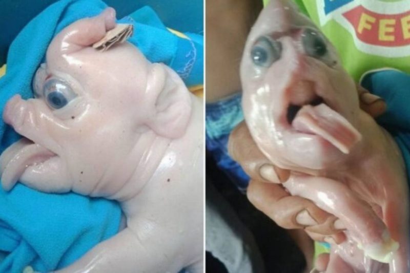 Porco elefante chamou se destacou na ninhada – Foto: Arquivo pessoal/Dailyn Delada Desabille