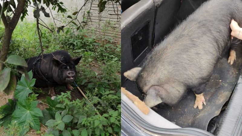 Porco de estima&ccedil;&atilde;o &eacute; ‘sequestrado’ e mal tratado em Itapema – Foto: Pol&iacute;cia Militar/Divulga&ccedil;&atilde;o/ND