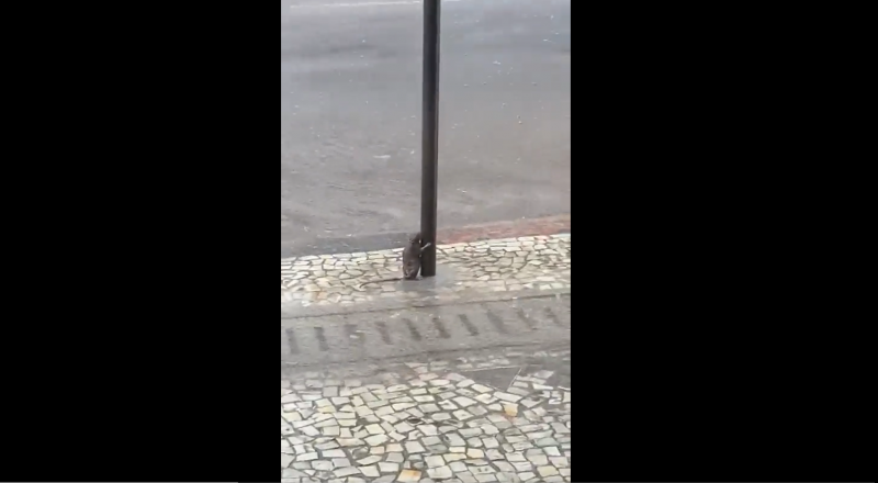 V&iacute;deo de rato segurando poste em vendaval emociona em MG