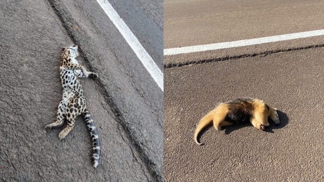 Mortes de animais por acidentes na BR-282 acende alerta em SC