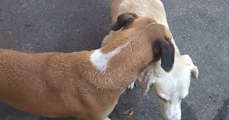 Cachorro emociona internet ao ter atitude solid&aacute;ria com ‘amigo’ – Foto: Reprodu&ccedil;&atilde;o/ND