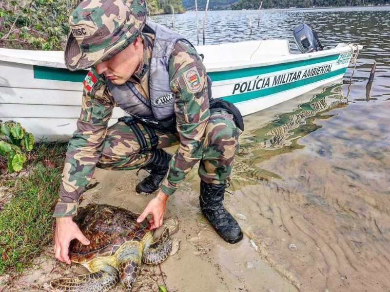 Tartaruga-verde &eacute; resgatada na Ponta da Ilhota, em Florian&oacute;polis – Foto: Divulga&ccedil;&atilde;o/Pol&iacute;cia Militar Ambiental/ND