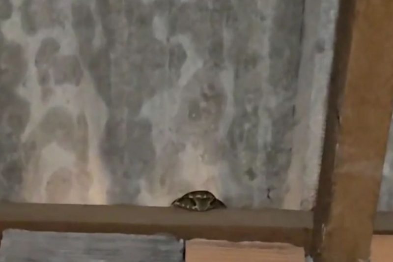 Resgate raro mobilizou a Fujama em Jaragu&aacute; do Sul – Foto: Reprodu&ccedil;&atilde;o/Christian Raboch