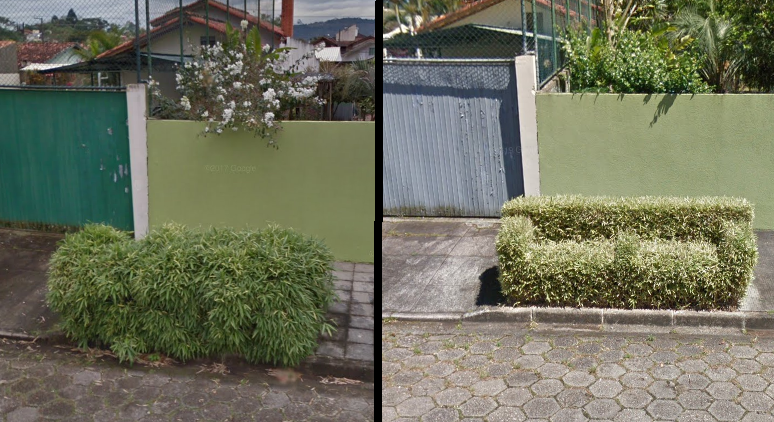 Sof&aacute; enquanto ainda era arbusto (em 2011) e depois de transformado (2017) – Foto: Maps/Divulga&ccedil;&atilde;o/ND