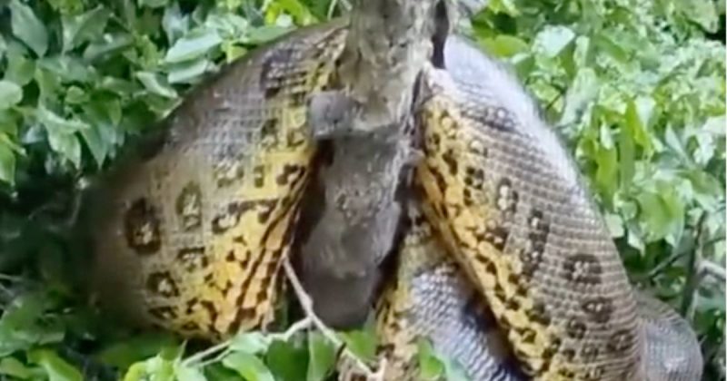 Tamanho da sucuri deixa pescador impressionado: “J&aacute; tinha visto algo desse tamanho?” – Foto: Reprodu&ccedil;&atilde;o
