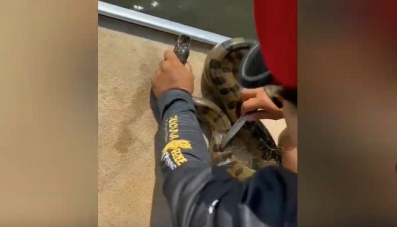 Homem pesca sucuri no sudoeste de Goi&aacute;s – Foto: Reprodu&ccedil;&atilde;o/YouTube/ND