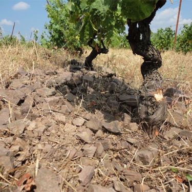 No vinhedo tamb&eacute;m se adotam as pr&aacute;ticas biodin&acirc;micas – Foto: Naturamania – Divulga&ccedil;&atilde;o