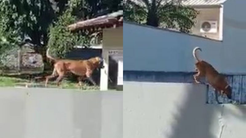 Flagrante foi feito por um morador de Nova Trento e viralizou nas redes sociais – Foto: Reprodu&ccedil;&atilde;o/Internet/ND