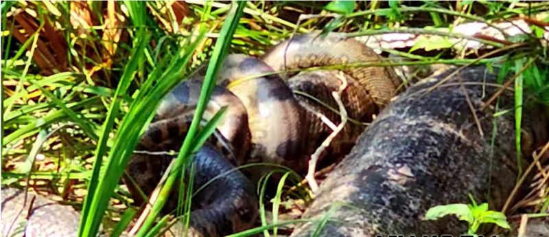 flagrante do acasalamento da sucuri vovozona