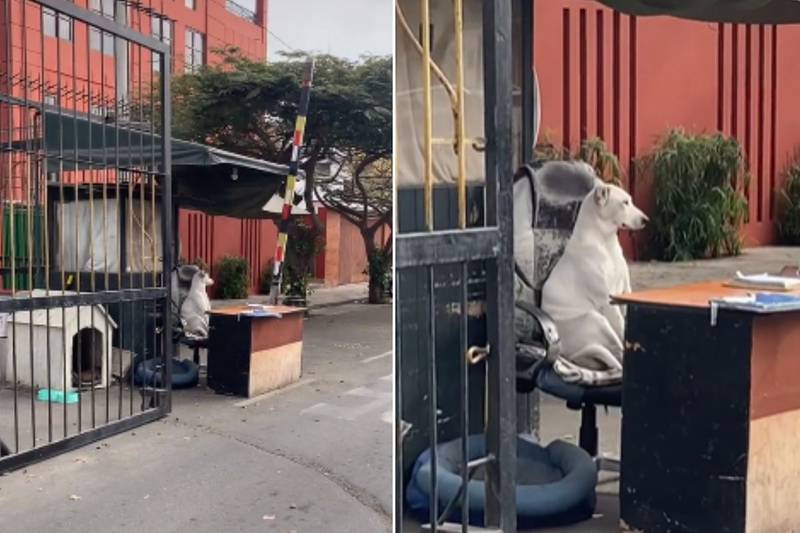 V&iacute;deo do c&atilde;o cuidando do movimento viralizou nas redes – Foto: Reprodu&ccedil;&atilde;o/Internet