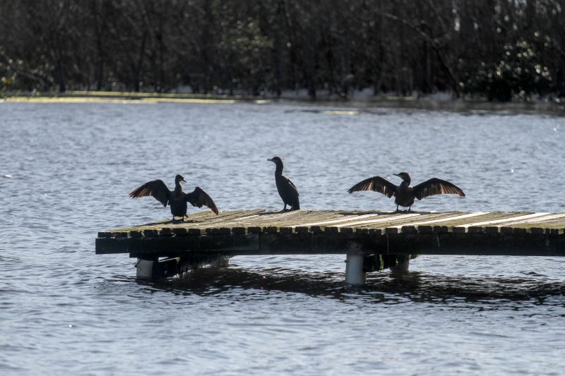 Lagoa das Docas – Foto: Leo Munhoz/ND