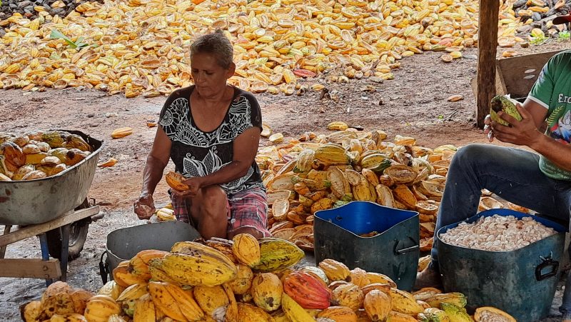 Commercial Partnership Promotes Personal and Economic Development of Cocoa Farmers – Photo: Invento Chocolates/Disclosure/ND