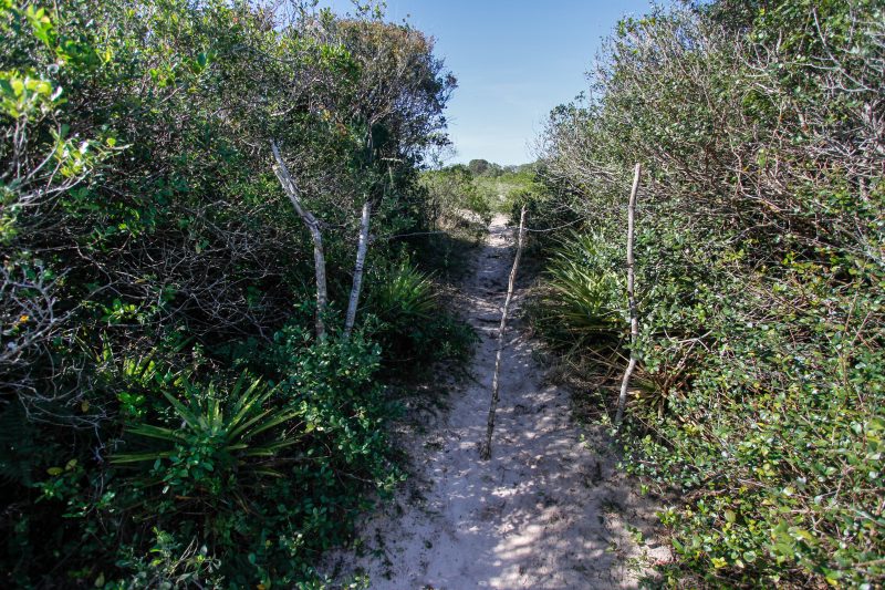 Trilha para a Lagoa do Jacar&eacute; – Foto: Leo Munhoz/ND