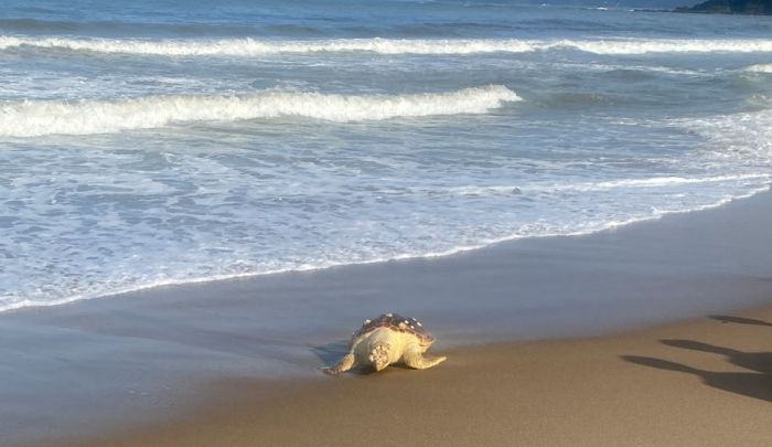 The loggerhead turtle has already been found dead and in the process of decay on Brava Beach in Itajai.  Photo: @brava-tênis/Reprodução
