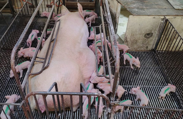 Fato &eacute; considerado in&eacute;dito. – Foto: Coopercampos/Divulga&ccedil;&atilde;o/ND