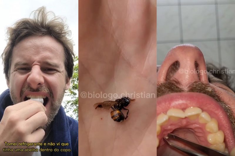 Bi&oacute;logo foi ferroado no c&eacute;u da boca por uma abelha – Foto: Christian Raboch/Reprodu&ccedil;&atilde;o