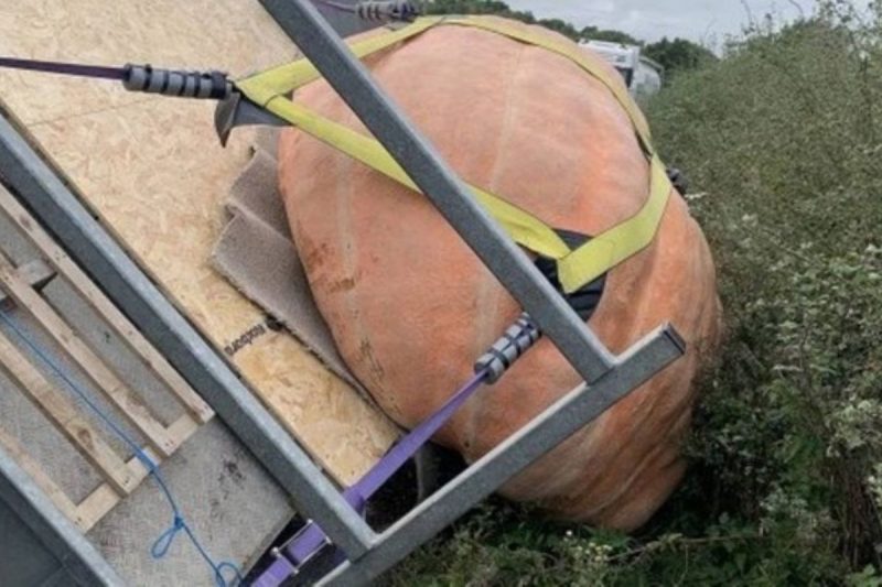 Ab&oacute;bora gigante chegou a tombar caminh&atilde;o a caminho de festival – Foto: Reprodu&ccedil;&atilde;o/Sunnyfields Farm