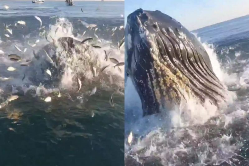 Pai e filho flagraram pulo impressionante de baleia – Foto: Zach Piller/Reprodu&ccedil;&atilde;o