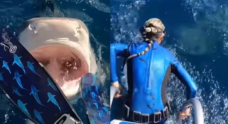 VÍDEO Mergulhadora quase vira lanche de tubarão tigre ao entrar na água ND Mais