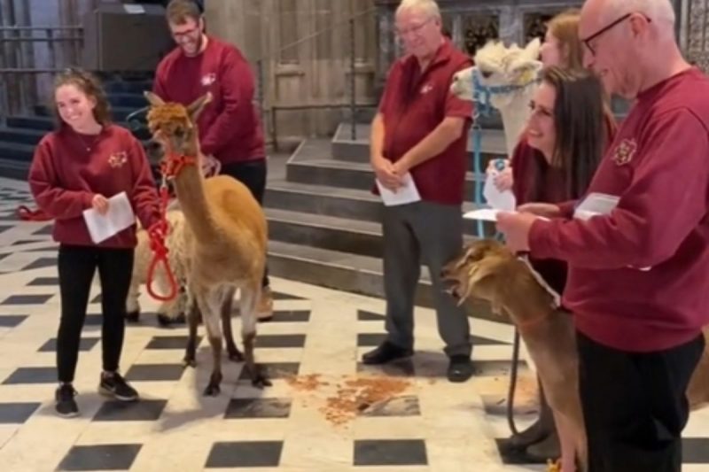 Bode se entusiasmou com o som do &oacute;rg&atilde;o e come&ccedil;ou a “cantar” – Foto: Internet/Reprodu&ccedil;&atilde;o