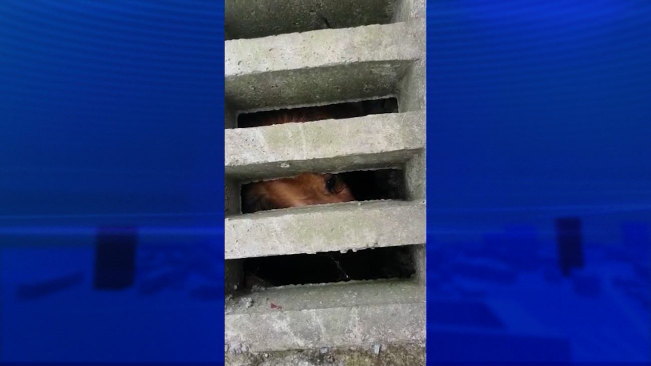 Dog stuck in manhole - Disclosure / ND