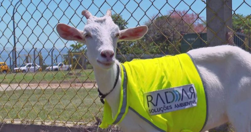 Cabra Estrela est&aacute; em fase de treinamento, mas em breve pode ser efetivada – Foto: Reprodu&ccedil;&atilde;o