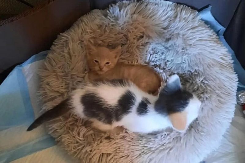 Kittens lost their mother - Photo: Facebook / Disclosure