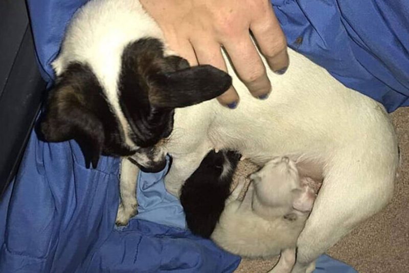 The Guardian puppy breastfeeds three kittens - Photo: Facebook/Disclosure