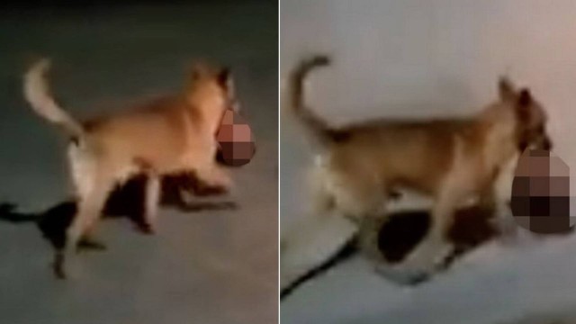 Cachorro leva a cabe&ccedil;a da v&iacute;tima de cartel do tr&aacute;fico no M&eacute;xico – Foto: Reprodu&ccedil;&atilde;o