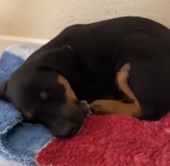 Agora, casal procura lar para o filhote – Foto: Redes Sociais/Reprodu&ccedil;&atilde;o/ND