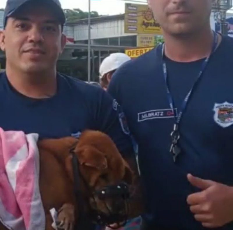 Cachorro foi resgatado ap&oacute;s atropelamento – Foto: Reprodu&ccedil;&atilde;o/ND