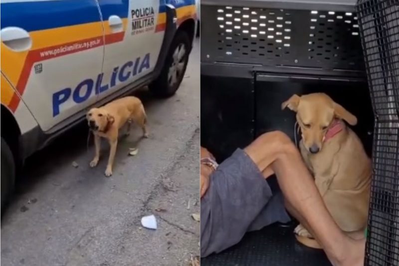 The act of a small dog impressed the police and went viral on the Internet - Photo: Internet / Reproduction