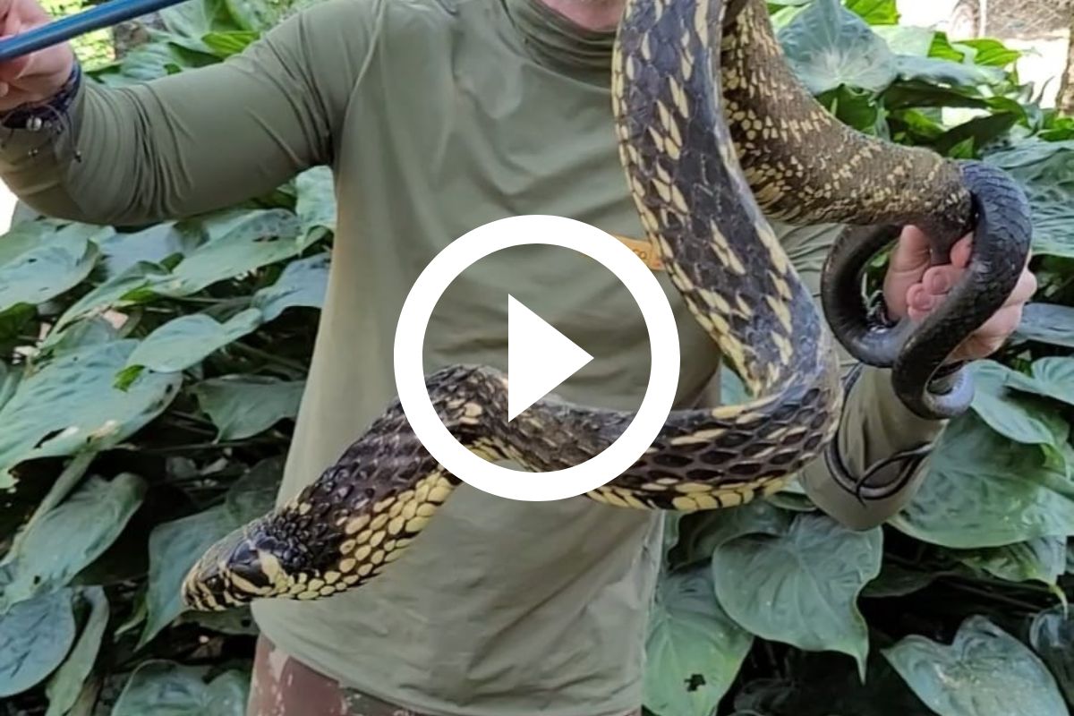 Vídeo mostra cobra caninana que sempre volta na mesma casa; 'a gente até já  acostumou' – Metro World News Brasil