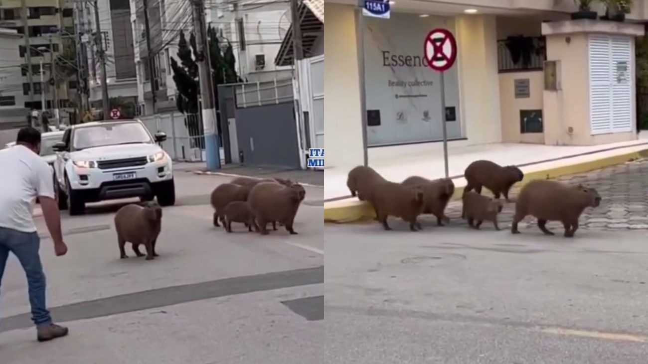 A family of capybaras stops traffic on a busy street in Itapema – Via itapema.mil.grau_oficial/Reproduction/ND