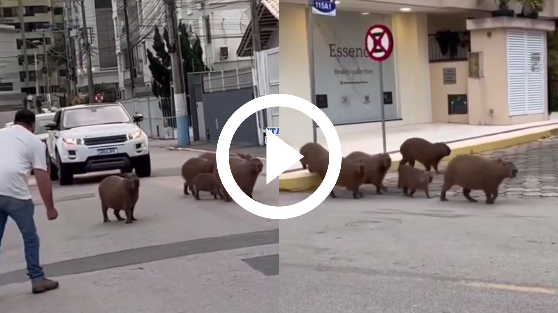 Nada como um passeio em família! Capivaras são flagradas passeando em linha  de produção de empresa de Joinville; vídeo - Banda B