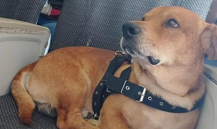 Cão que fugiu em aeroporto ganha poltrona só para ele e voa para sc ao lado da tutora