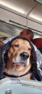 Após fugir em aeroporto, cão viajou em poltrona só para ele &#8211; Foto: Divulgação/Arquivo Pessoal/Valquíria Lopes/ND