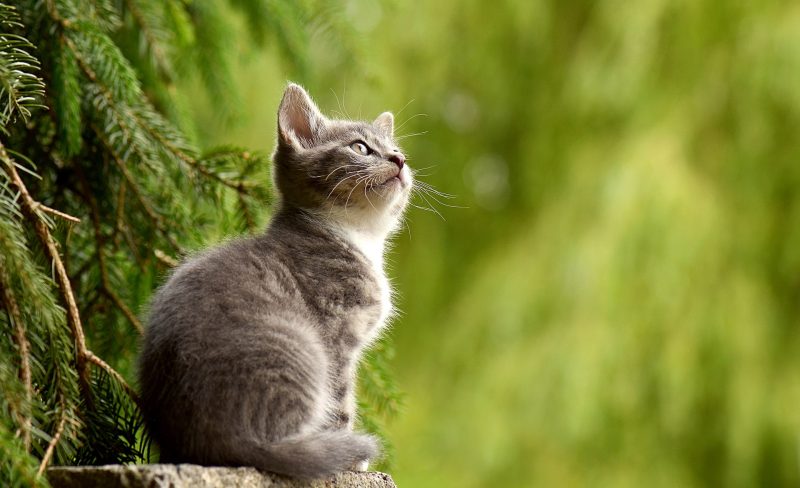 Image of a gray kitten