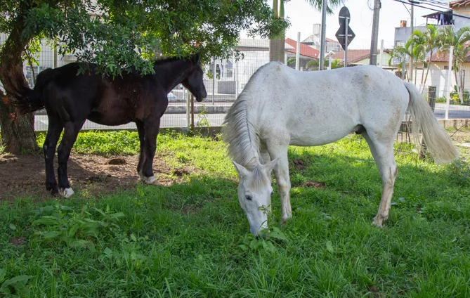 Segundo a prefeitura, h&aacute; dez cavalos sob a tutela da Cavalaria atualmente – Foto: Prefeitura de S&atilde;o Jos&eacute;/Divulga&ccedil;&atilde;o ND