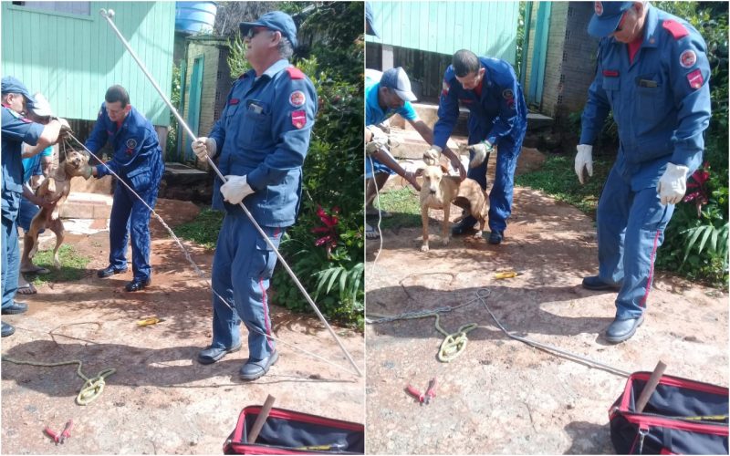 cadela com espinhos na boca